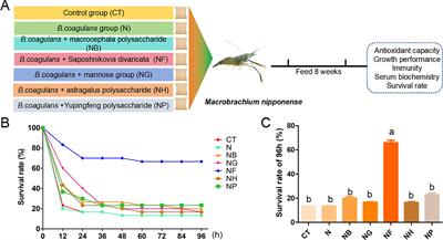 Effects of polysaccharide fermentation with Bacillus coagulans on growth, antioxidant and immunity of Macrobrachium nipponense (riental river prawn)